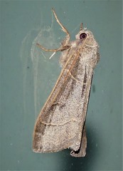 Thaumatopsis pexellus