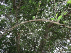 Vangueria
