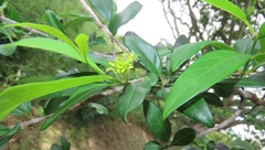Vangueria