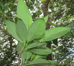 Vangueria