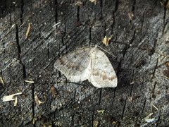 Macaria loricaria