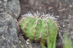Discocactus placentiformis