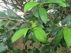Vangueria
