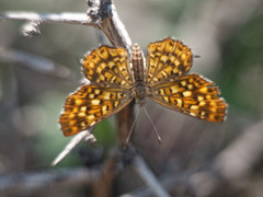 Sertania guttata