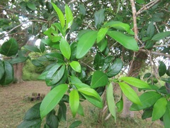 Vangueria