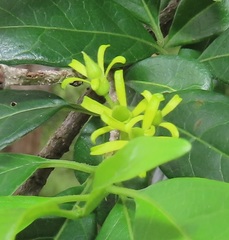 Vangueria