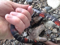 Atractus elaps