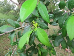 Vangueria