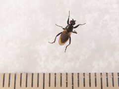 Crumomyia nitida