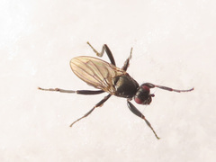 Crumomyia nitida
