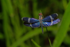 Zenithoptera lanei