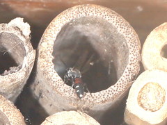 Sapyga quinquepunctata