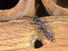 Sapyga quinquepunctata
