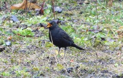 Turdus merula