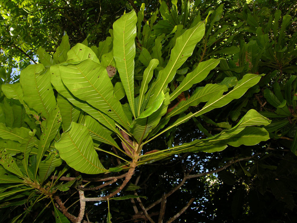 Chromolucuma