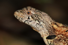 Enyalius pictus