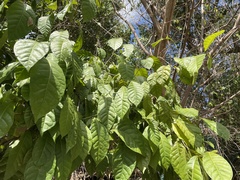 Coccoloba venosa
