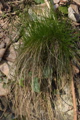 Festuca heterophylla