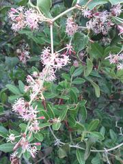Smilax aspera