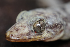 Phyllopezus pollicaris