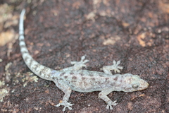 Phyllopezus pollicaris