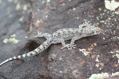 Phyllopezus pollicaris