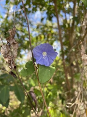 Jacquemontia pentanthos