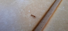 Anochetus