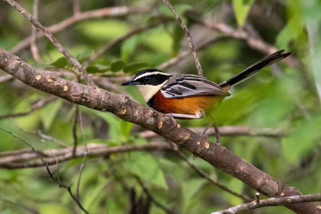 Marañon Crescentchest photo