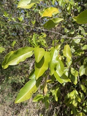 Zanthoxylum schreberi