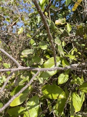 Zanthoxylum schreberi