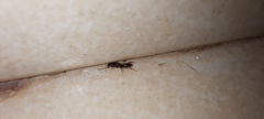 Anochetus