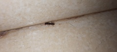 Anochetus