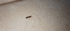 Anochetus