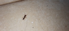 Anochetus