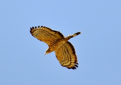 Pernis ptilorhynchus