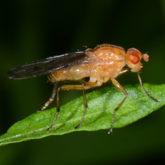 Dryomyzidae