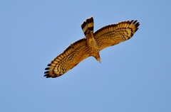 Pernis ptilorhynchus