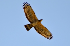 Pernis ptilorhynchus
