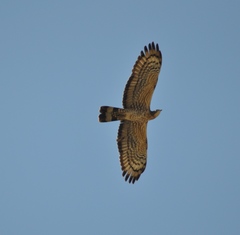 Pernis ptilorhynchus