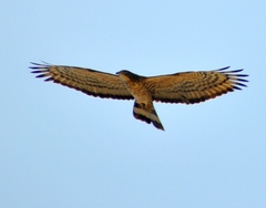 Pernis ptilorhynchus