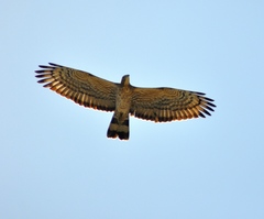 Pernis ptilorhynchus