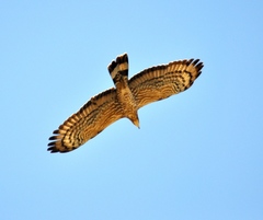 Pernis ptilorhynchus