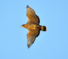 Pernis ptilorhynchus
