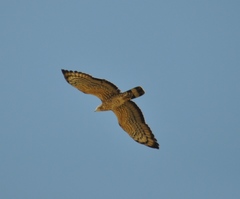 Pernis ptilorhynchus