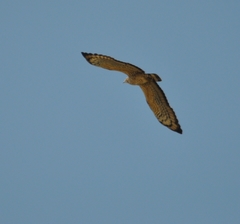 Pernis ptilorhynchus