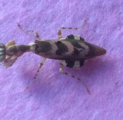 Acontista mexicana
