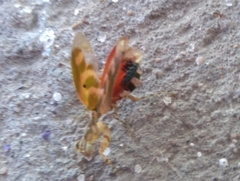 Acontista mexicana