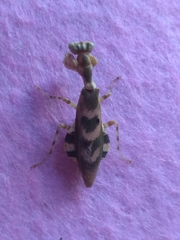 Acontista mexicana