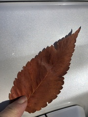 Zelkova